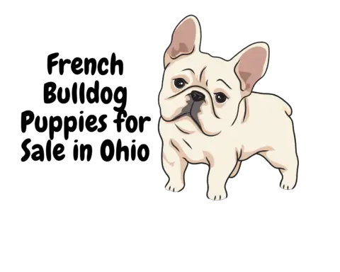 French Bulldog Puppies for Sale in Ohio