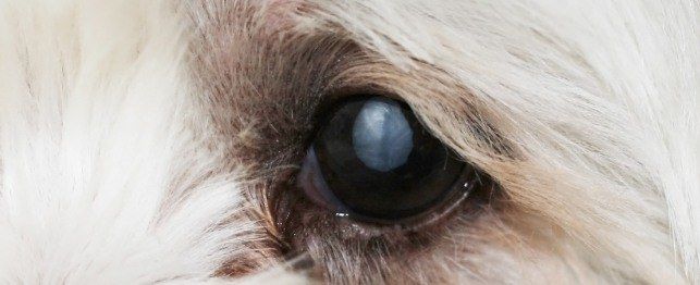 dogs with cataracts