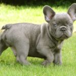 Mini French Bulldogs for Sale
